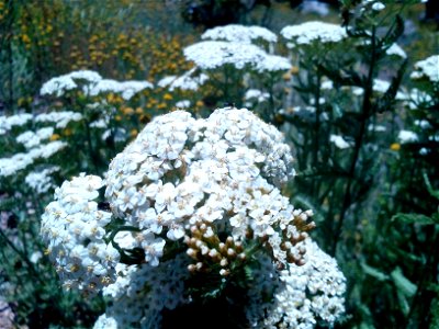 Achillea millefolium photo