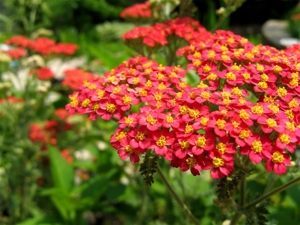 Unidentified variety of red yarrow. June 2006.