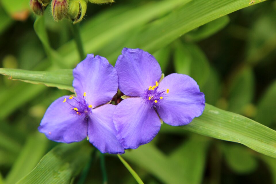 Color purple flowers garden