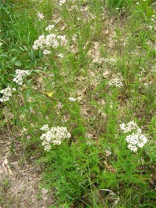 yarrow by trail