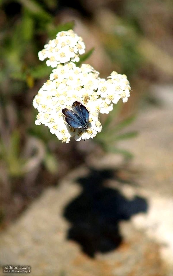 Image title: Small butterfly on flower Image from Public domain images website, http://www.public-domain-image.com/full-image/fauna-animals-public-domain-images-pictures/insects-and-bugs-public-domain photo