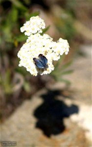 Image title: Small butterfly on flower
Image from Public domain images website, http://www.public-domain-image.com/full-image/fauna-animals-public-domain-images-pictures/insects-and-bugs-public-domain