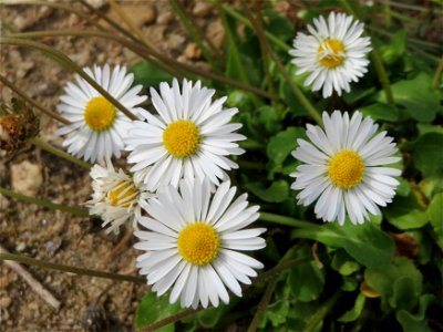 Gänseblümchen (Bellis perennis) in Hockenheim