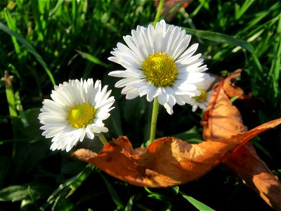 Gänseblümchen (Bellis perennis) in Saarbrücken