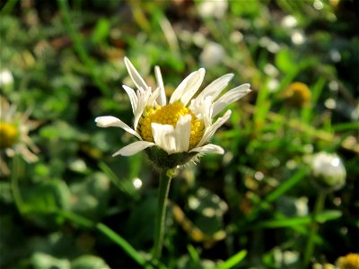 Gänseblümchen (Bellis perennis) im Landesgartenschaupark Hockenheim