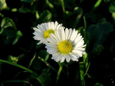 Gänseblümchen (Bellis perennis) in Saarbrücken