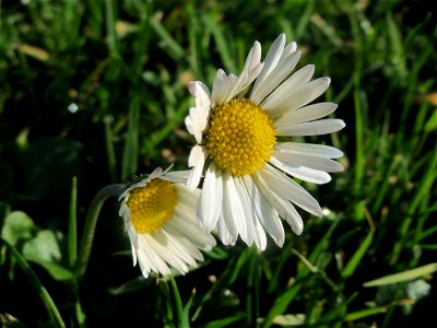 Gänseblümchen (Bellis perennis) am Winterberg in Saarbrücken