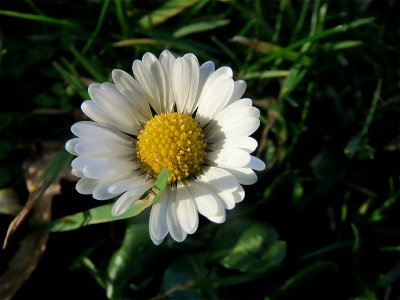Gänseblümchen (Bellis perennis) am Winterberg in Saarbrücken