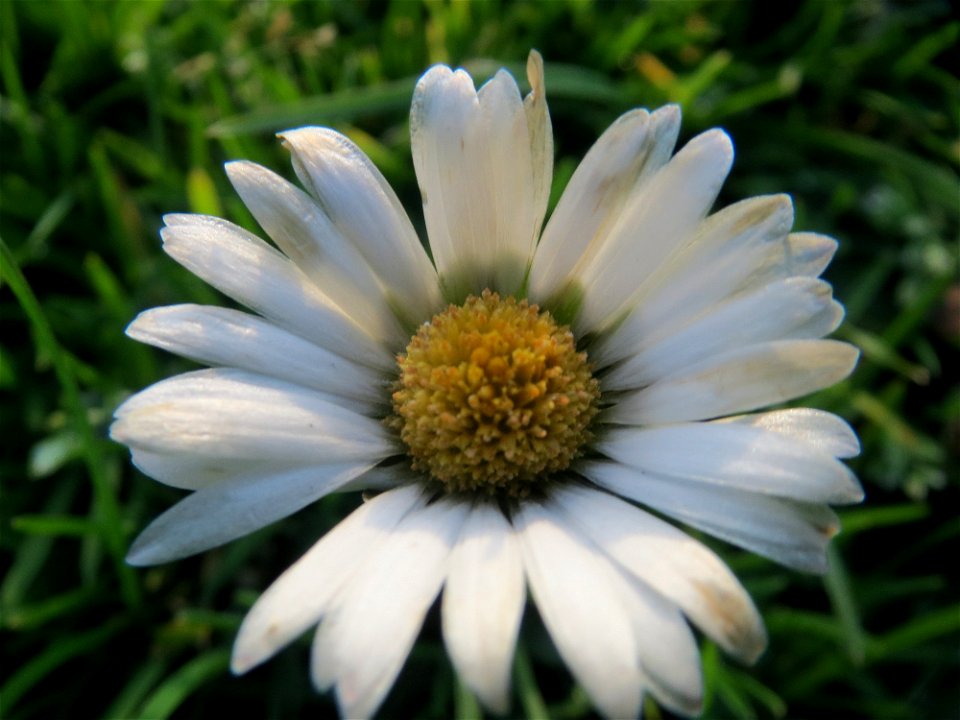 Gänseblümchen (Bellis perennis) im Landesgartenschaupark Hockenheim