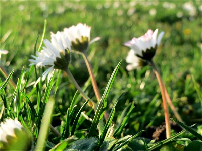 Gänseblümchen (Bellis perennis) im Landesgartenschaupark Hockenheim