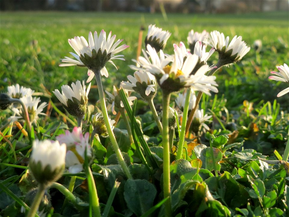 Gänseblümchen (Bellis perennis) im Landesgartenschaupark Hockenheim