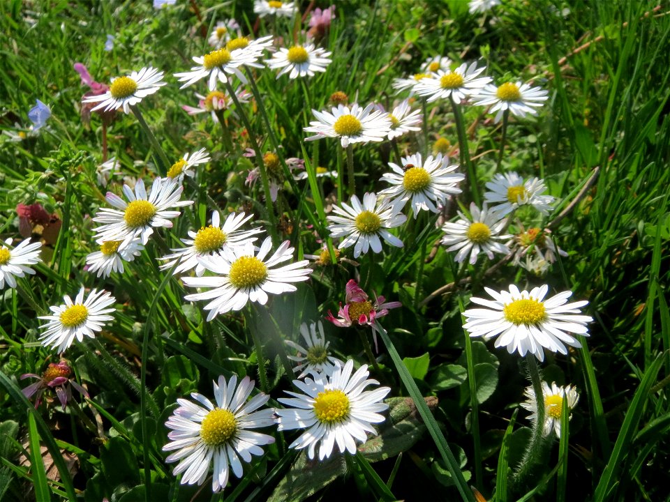 Gänseblümchen (Bellis perennis) im Landesgartenschaupark in Hockenheim