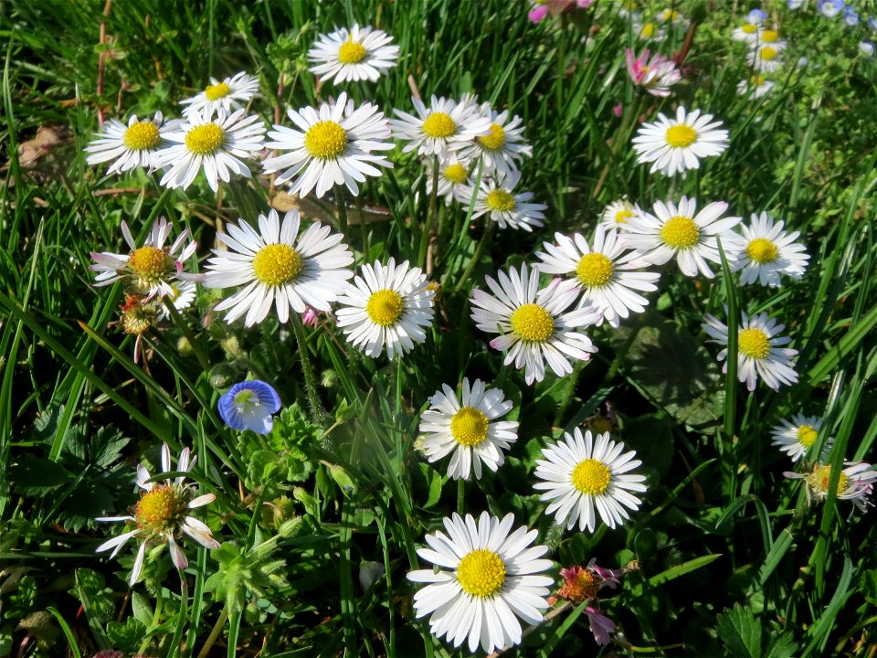 Gänseblümchen (Bellis perennis) im Landesgartenschaupark in Hockenheim