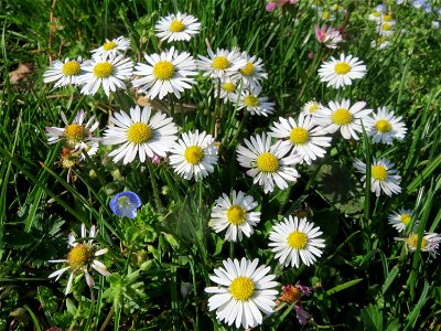 Gänseblümchen (Bellis perennis) im Landesgartenschaupark in Hockenheim