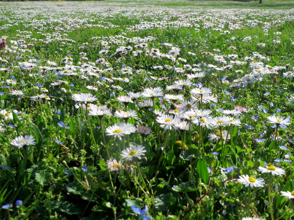 Gänseblümchen (Bellis perennis) im Landesgartenschaupark in Hockenheim