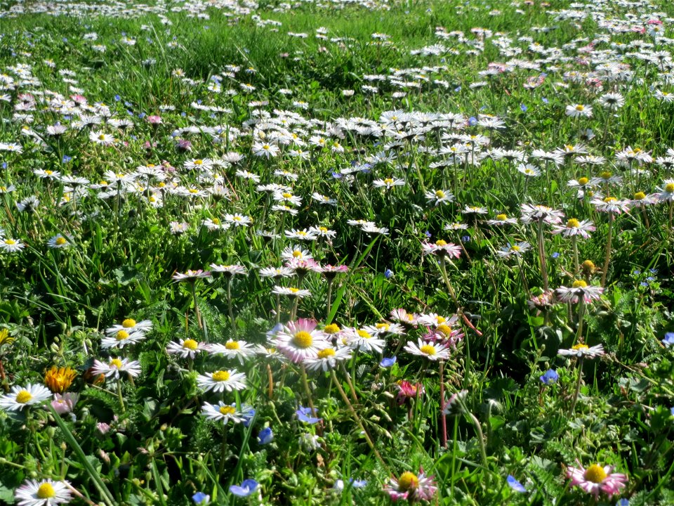 Gänseblümchen (Bellis perennis) im Landesgartenschaupark in Hockenheim