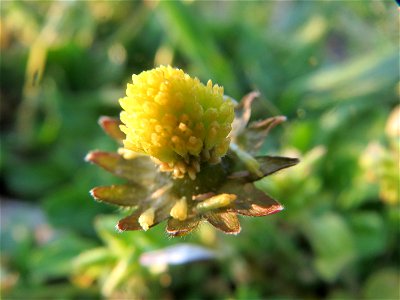 Gänseblümchen (Bellis perennis) in Heidelberg