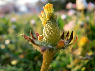 Gänseblümchen (Bellis perennis) in Heidelberg