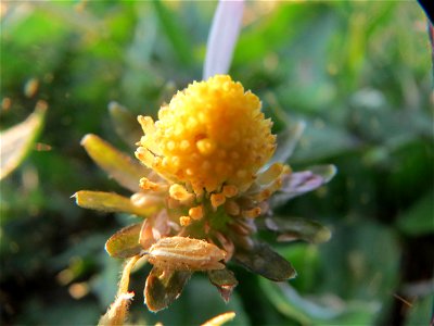Gänseblümchen (Bellis perennis) in Heidelberg