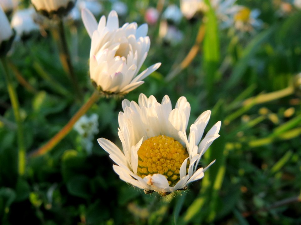 Gänseblümchen (Bellis perennis) im Neuenheimer Feld in Heidelberg