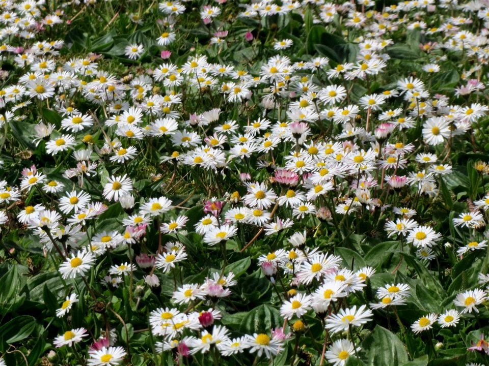 Gänseblümchen (Bellis perennis) im Neuenheimer Feld in Heidelberg