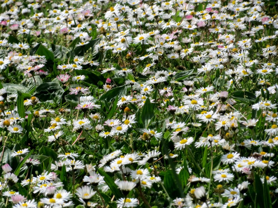 Gänseblümchen (Bellis perennis) im Neuenheimer Feld in Heidelberg