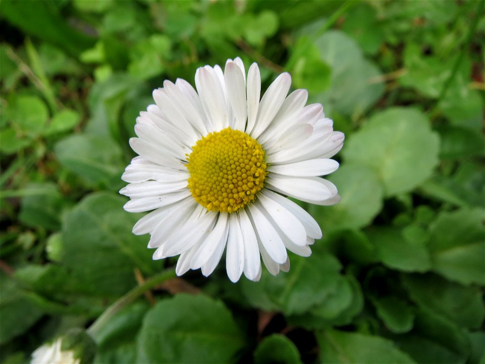 Gänseblümchen (Bellis perennis) in Altlußheim