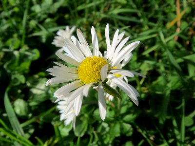 Gänseblümchen (Bellis perennis) im Landesgartenschaupark Hockenheim