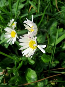 Gänseblümchen (Bellis perennis) im Landesgartenschaupark Hockenheim