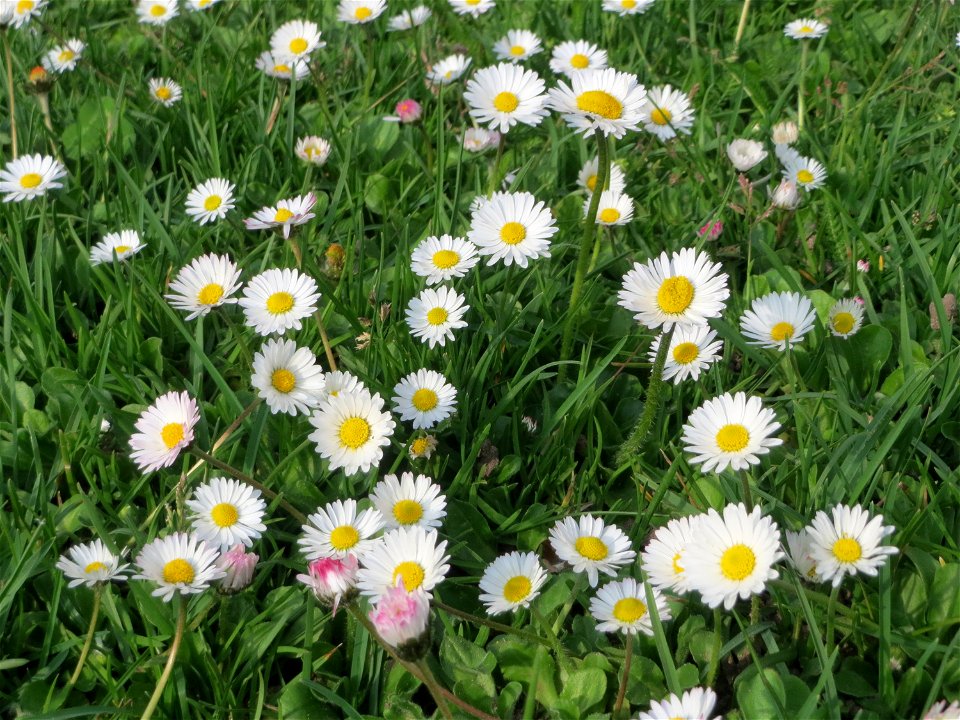 Gänseblümchen (Bellis perennis) in Hockenheim