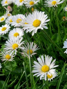 Gänseblümchen (Bellis perennis) in Hockenheim