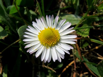 Gänseblümchen (Bellis perennis) auf einem Grünstreifen zwischen Eisenbahnstraße und Am Damm in Hockenheim