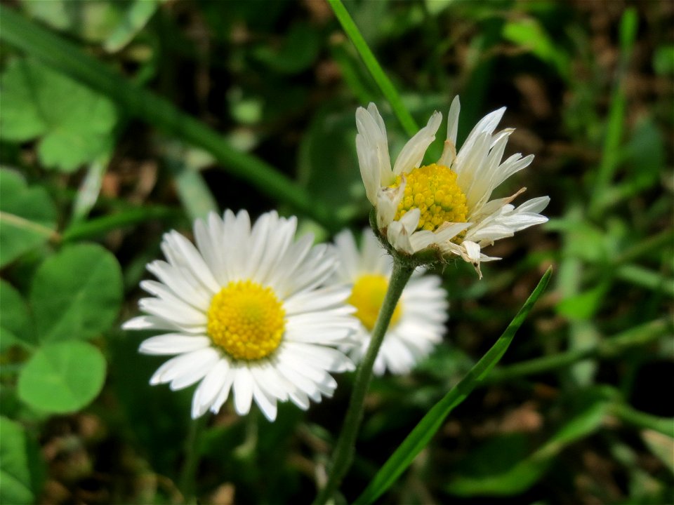 Gänseblümchen (Bellis perennis) in Oftersheim