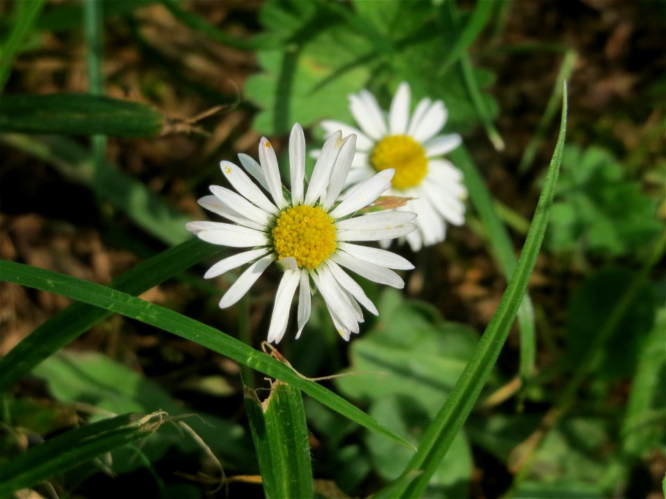 Gänseblümchen (Bellis perennis) in Oftersheim