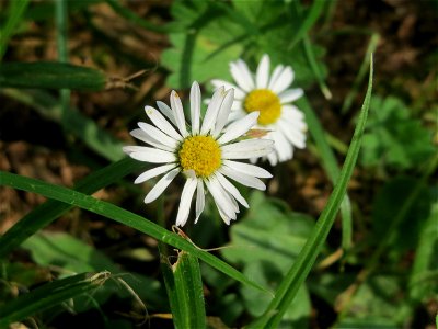 Gänseblümchen (Bellis perennis) in Oftersheim