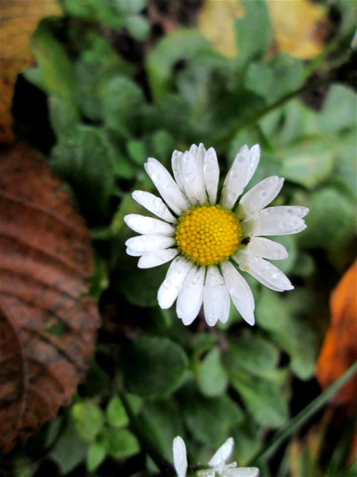 Gänseblümchen (Bellis perennis) in der Berlinallee in Hockenheim