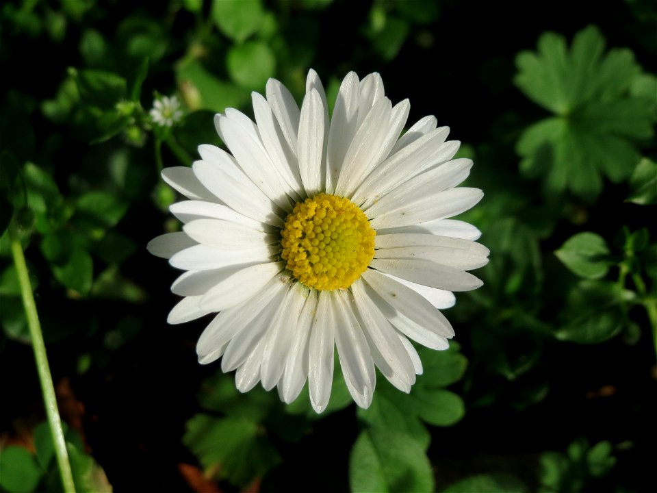 Gänseblümchen (Bellis perennis) auf einem Grünstreifen zwischen Eisenbahnstraße und Am Damm in Hockenheim - das niedrig wachsende Blümchen kommt v.a. auf regelmäßig gemähten Rasen in Parkanlagen und G