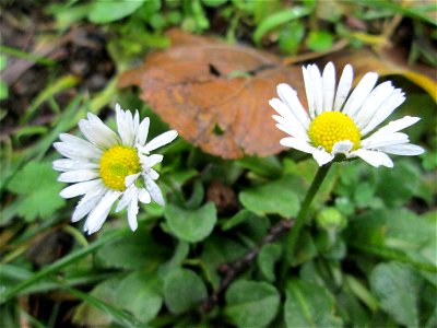 Gänseblümchen (Bellis perennis) in der Berlinallee in Hockenheim