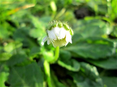 Gänseblümchen (Bellis perennis) am Staden in Saarbrücken
