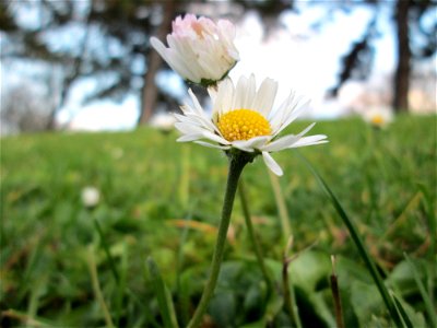 Gänseblümchen (Bellis perennis) im Gartenschaupark Hockenheim