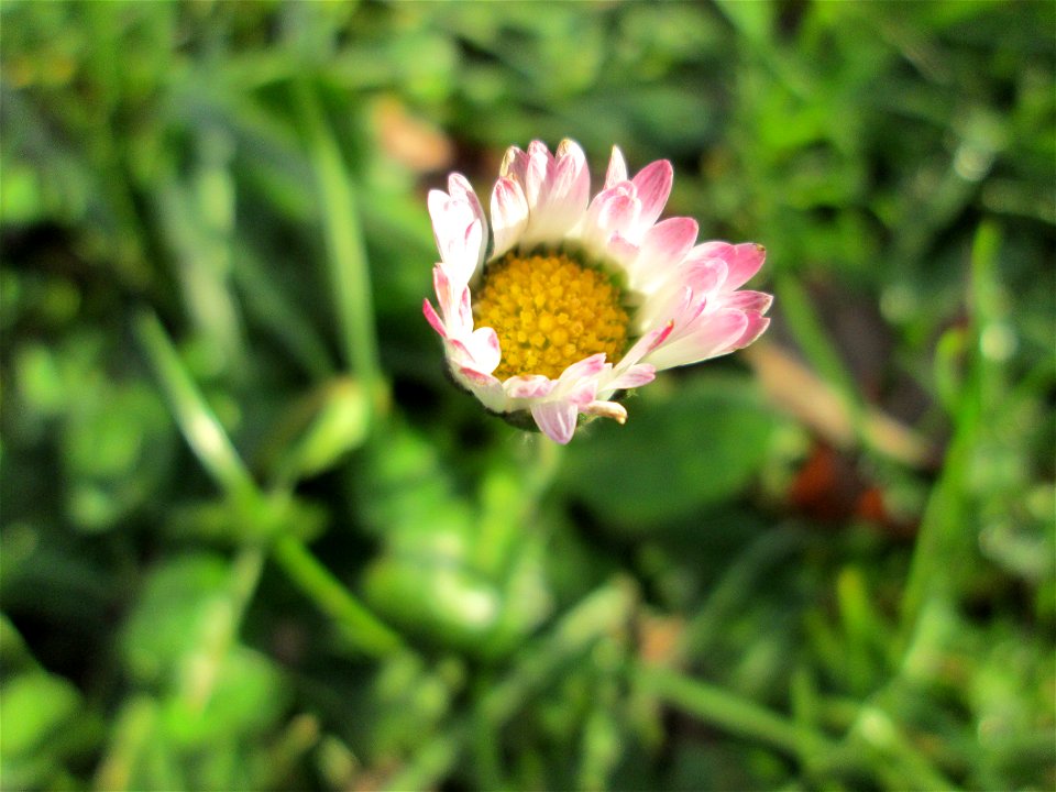 Gänseblümchen (Bellis perennis) am Staden in Saarbrücken