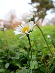 Gänseblümchen (Bellis perennis) im Gartenschaupark Hockenheim