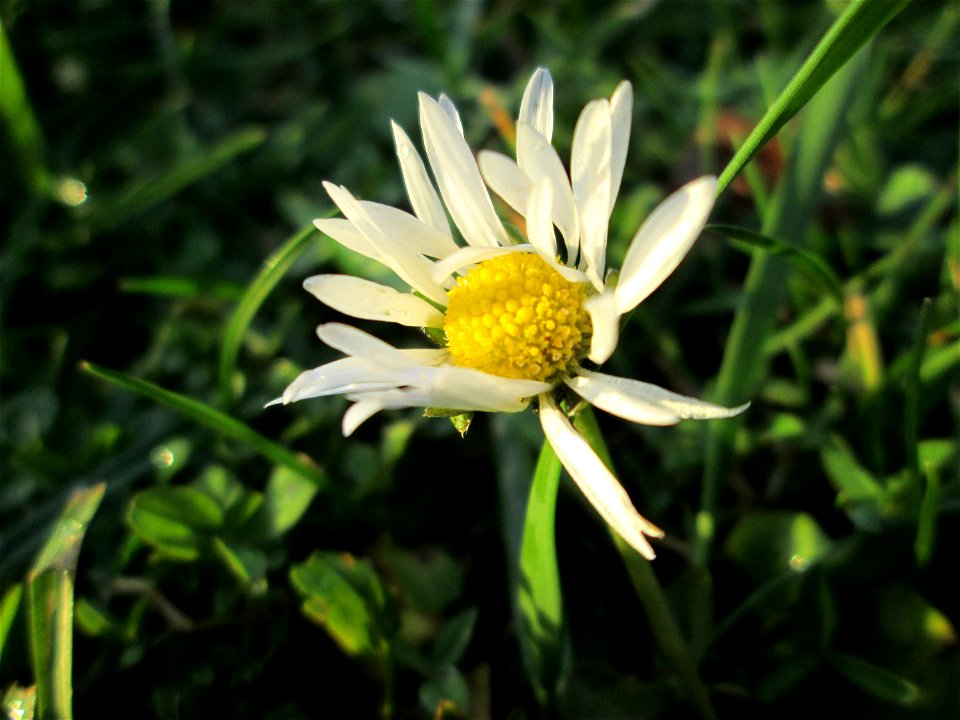 Gänseblümchen (Bellis perennis) im Gartenschaupark Hockenheim