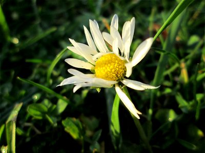 Gänseblümchen (Bellis perennis) im Gartenschaupark Hockenheim