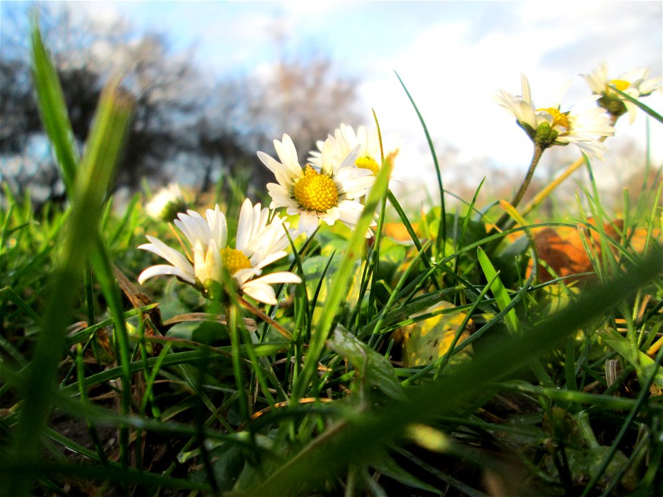 Gänseblümchen (Bellis perennis) im Gartenschaupark Hockenheim