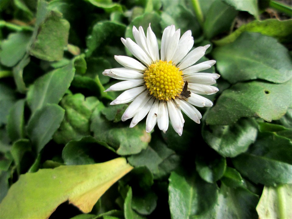 Gänseblümchen (Bellis perennis) am Staden in Saarbrücken