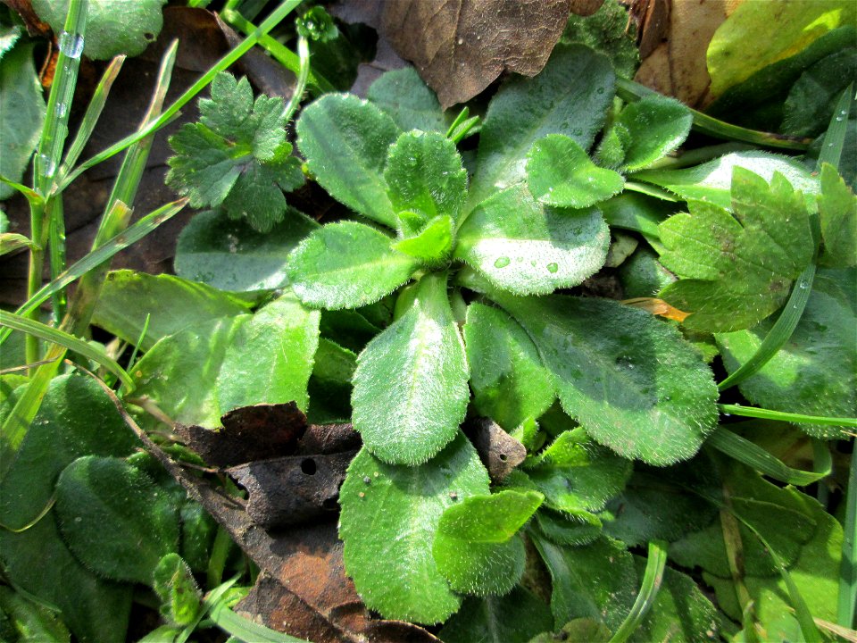 Grundblätter vom Gänseblümchen (Bellis perennis) in der ehem. Bismarckanlage in Sankt Arnual