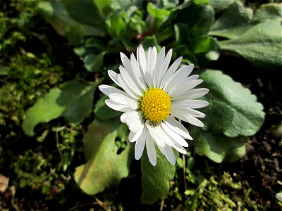 Gänseblümchen (Bellis perennis) am Kraichbach in Hockenheim