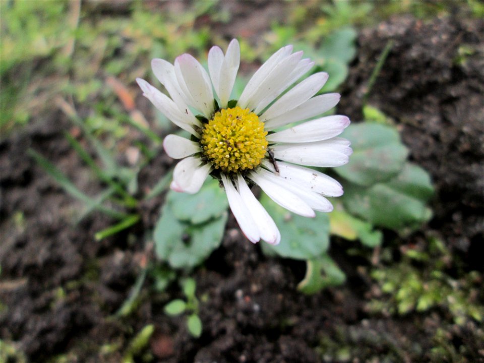 Gänseblümchen (Bellis perennis) an der Berlinallee in Hockenheim