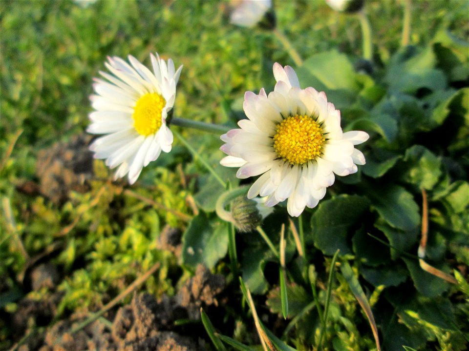 Gänseblümchen (Bellis perennis) im Gartenschaupark Hockenheim - trotz Frost aufgeblüht